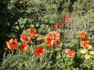 orange poppy