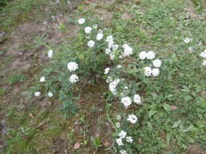 spiraea cuttings