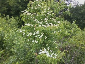 Big-Ball-Chinese-Dogwood-Flowering