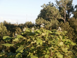 iowa catalpa