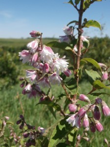 deutzia