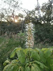 buckeye flowers