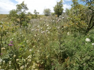 globe thistle