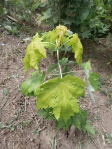 acer aurea