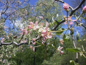 Iowa-Prairie-Crabapple