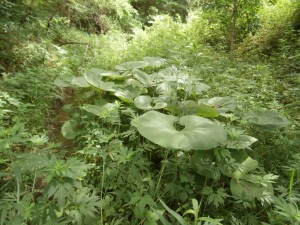 butterbur