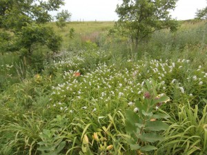 loosestrife