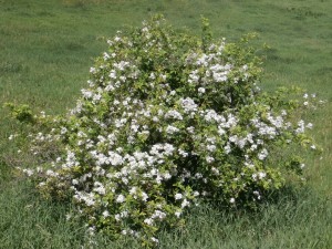 multiflora rose