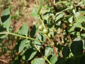 chinese prickly ash