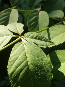 aralia elata