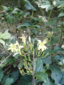 bush honeysuckle