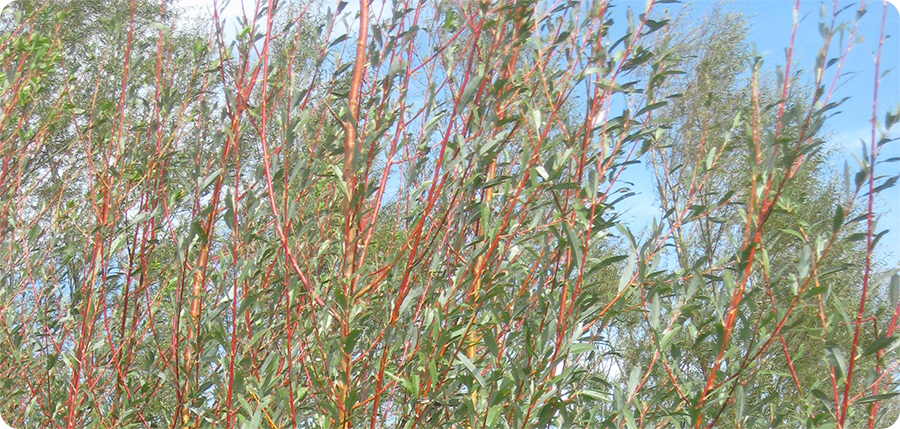 Red Stemmed Willows Fast Growing Windbreaks