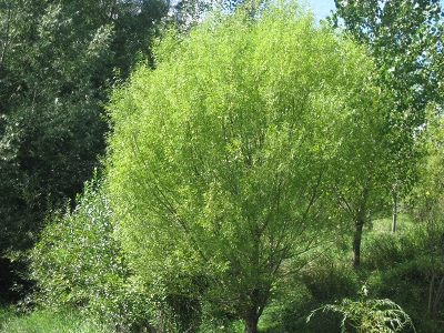 Globe Willows Unique Trees