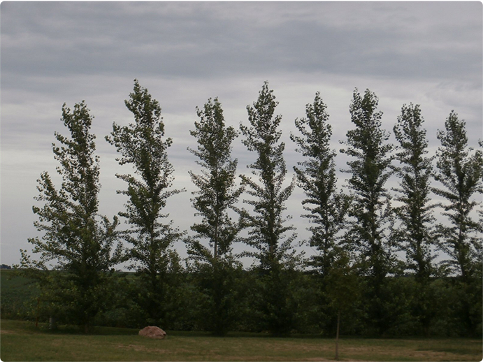 Hybrid Poplar Windbreak Tree