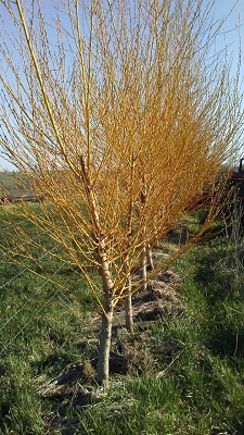 Inferno Willow Spring Stems