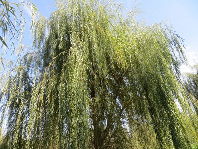 Fastest Weeping Willows Growth