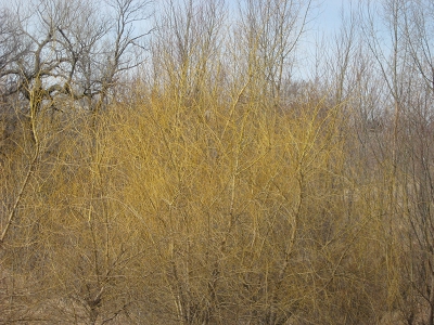 Weeping Willows For The Landscape