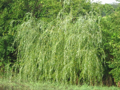 Queensgold Weeping Willow Fast Growth