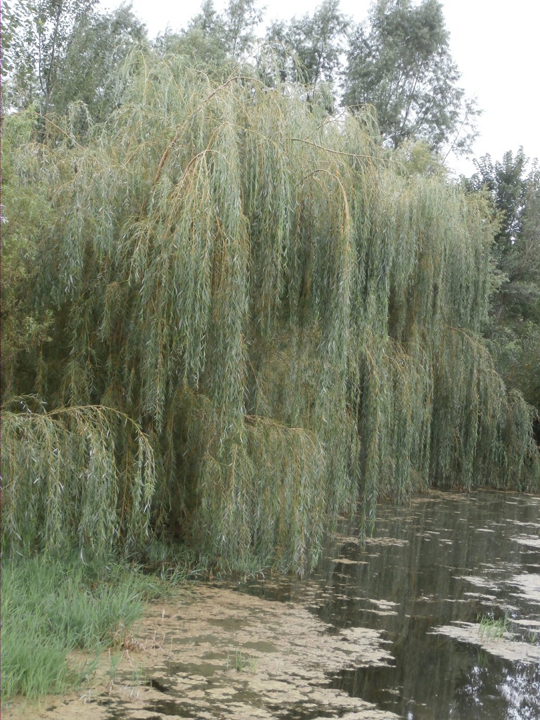Weeping Willow Pond