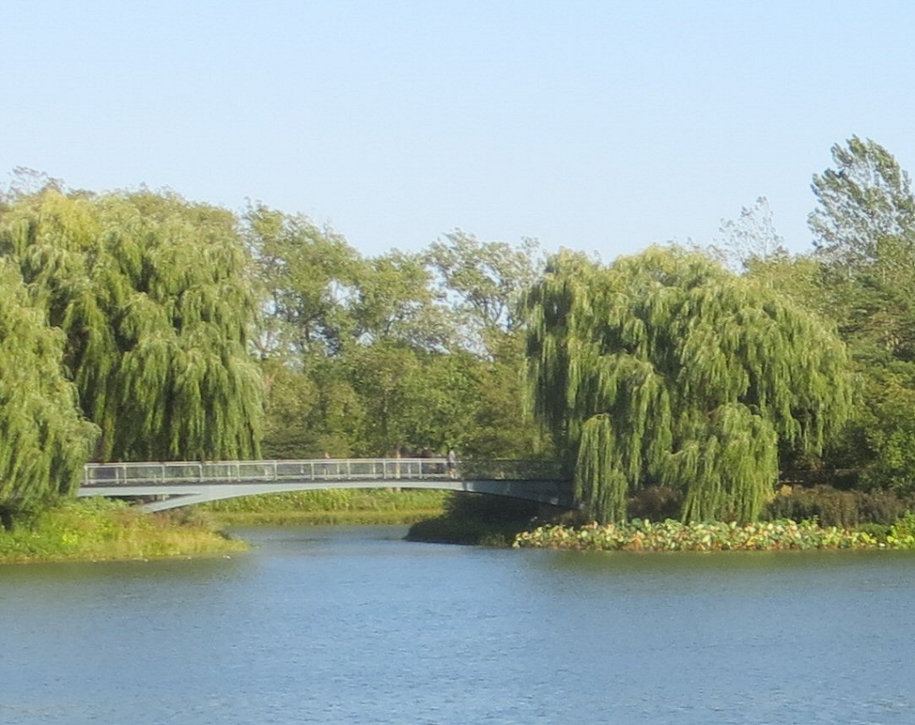 Weeping Willows Bridge