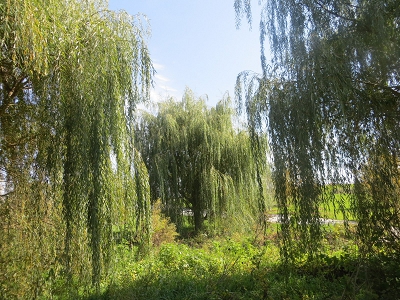 Weeping Willows Hybrid Trees