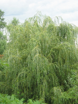 Golden Weeping Willows