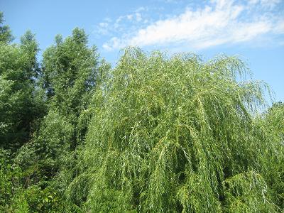 Weeping Hybrid Willow