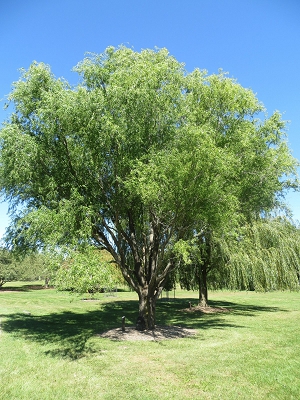 Fastest Growing Corkscrew Willow