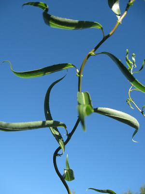 Snake Willow Fast Growth