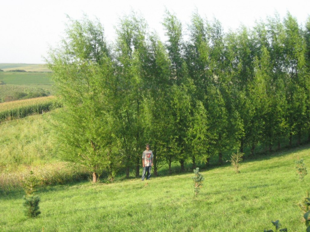 fast-growing-windbreak-trees-kleckner-oasis