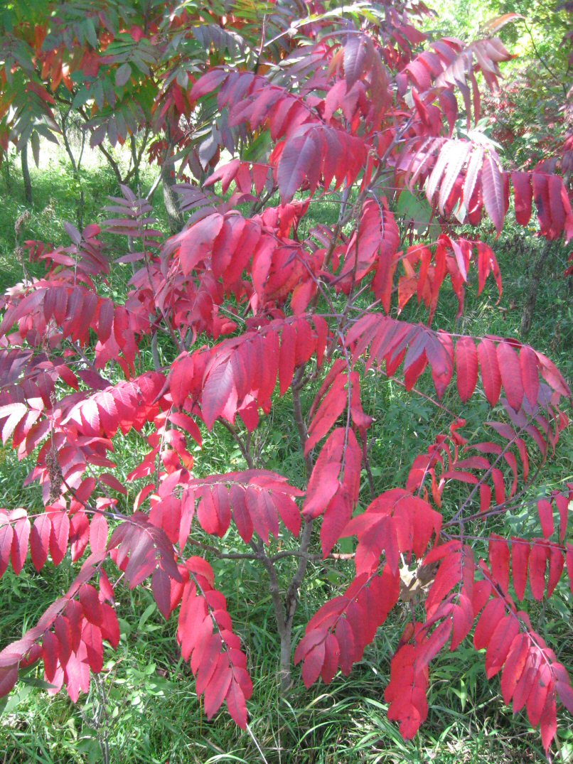 Smooth Sumac Fall Arrives – Kleckner Oasis