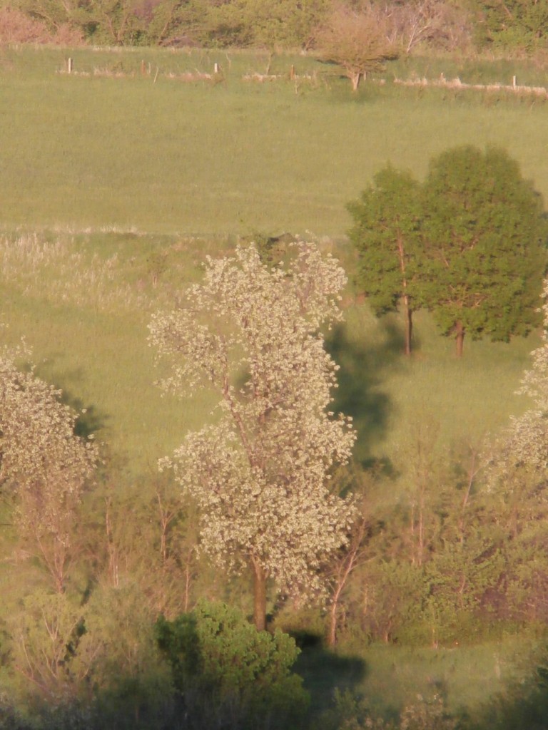 Black Cherry Scenery Kleckner Oasis 