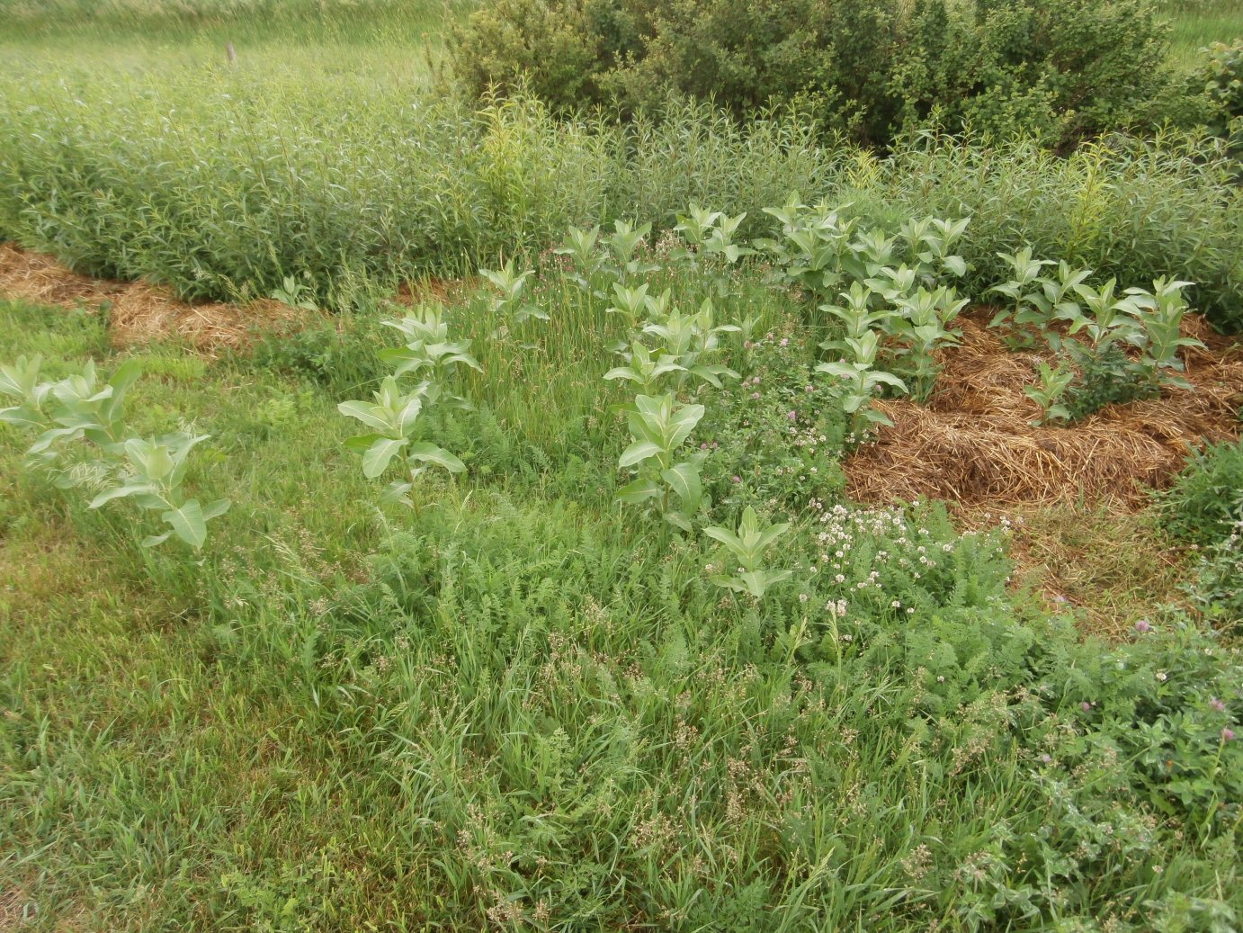 Milkweed for Monarchs – Kleckner Oasis