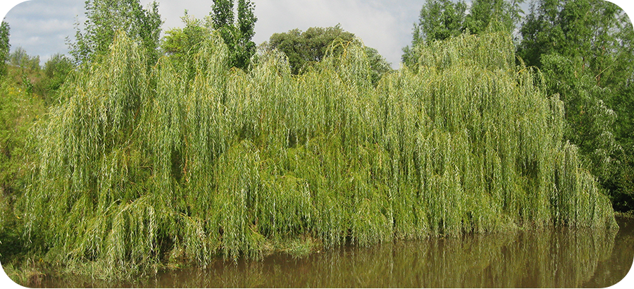 Fast Growing Trees Weeping Willow Pond