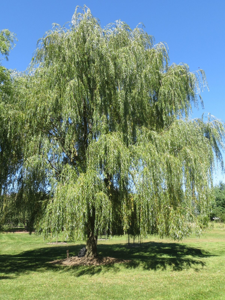 Willow Trees Weeping Quick Growing