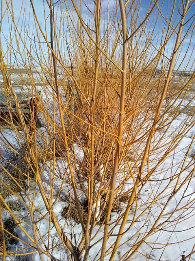 Sunshine Willow In Winter